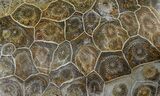 Polished Fossil Coral (Actinocyathus) - Morocco #90251-1